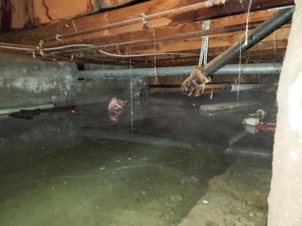 Best Mold removal after water damage  in Sullivan, MO